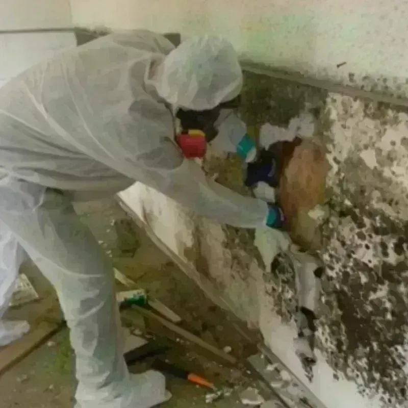 Mold Remediation and Removal in Aurora, OH